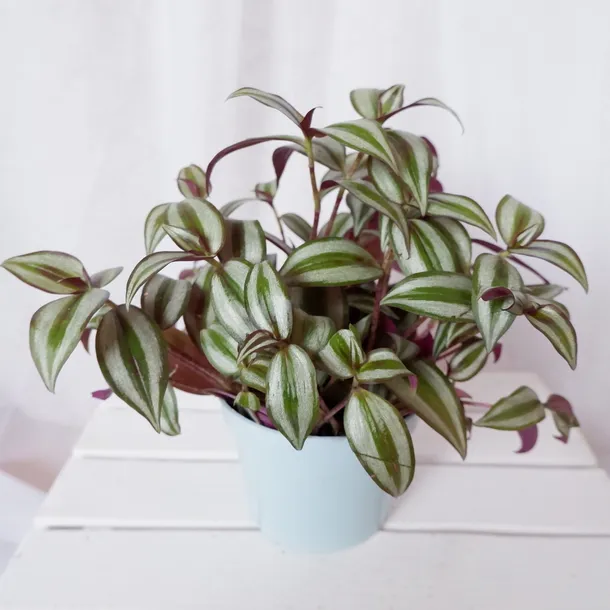 trzykrotka-do-pokoju-terrarium-don-13cm-waga-z-opakowaniem-1-kg