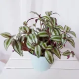 trzykrotka-do-pokoju-terrarium-don-13cm-waga-z-opakowaniem-1-kg