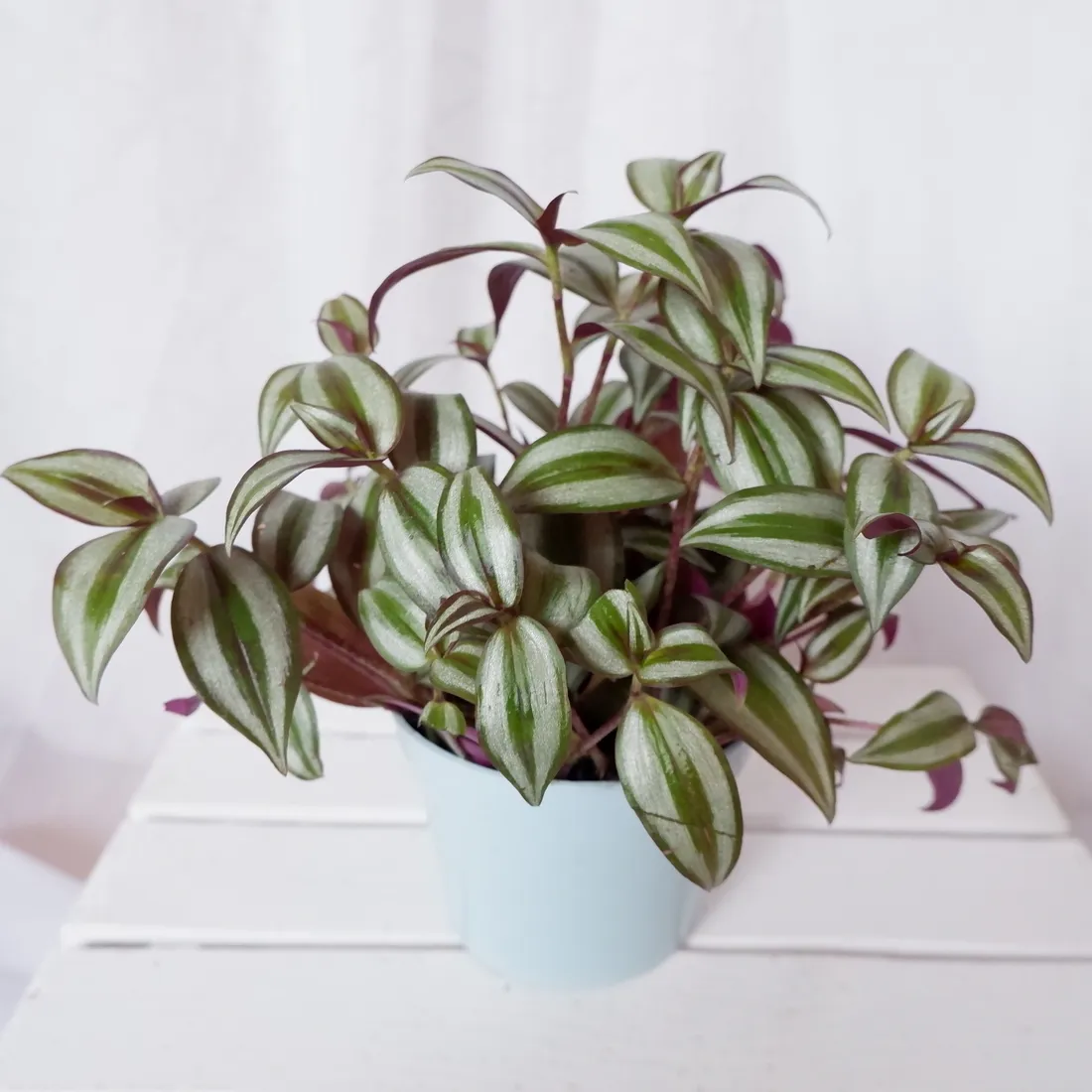 trzykrotka-do-pokoju-terrarium-don-13cm-rodzaj-rosliny-rosliny-kwitnace