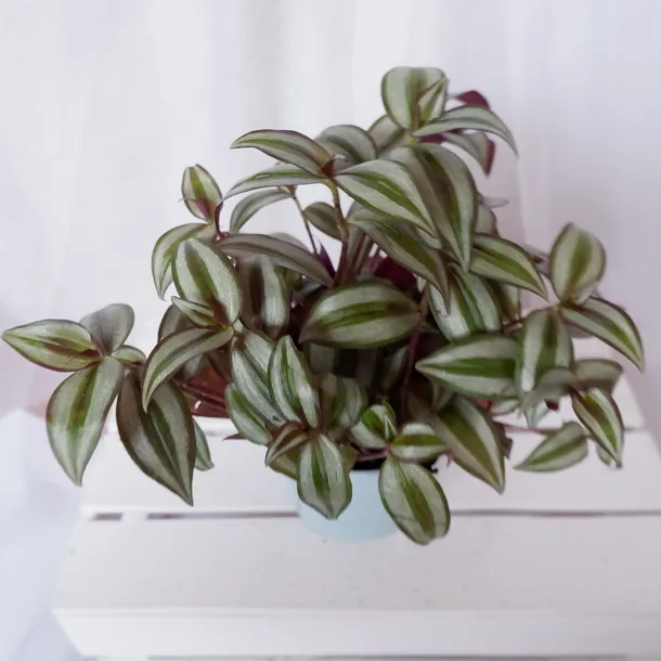 trzykrotka-do-pokoju-terrarium-don-13cm-roslina-w-postaci-sadzonka-w-pojemniku-05-1l