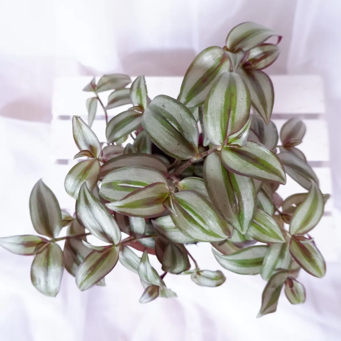 trzykrotka-do-pokoju-terrarium-don-13cm-rodzaj-rosliny-rosliny-kwitnace