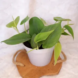 philodendron-scandens-zielony-filodendron-don-13cm