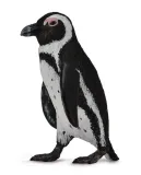 pingwin-przyladkowy-collecta-stan-nowy