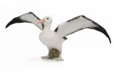 albatros-wedrowny