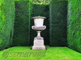 cis-posredni-hicksii-20-30cm-stan-nowy