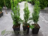 cis-posredni-hicksii-20-30cm-rodzaj-rosliny-cis-roslina-w-postaci-sadzonka-w-pojemniku-05-1l