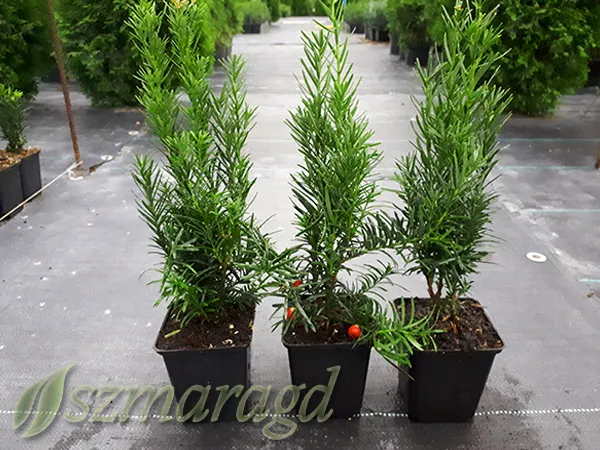 cis-posredni-hicksii-20-30cm