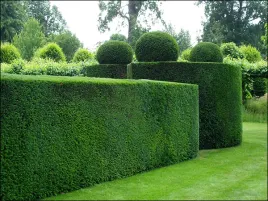 cis-posredni-hillii-25-35cm