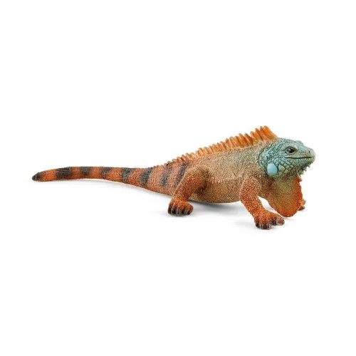 iguana-slh14854