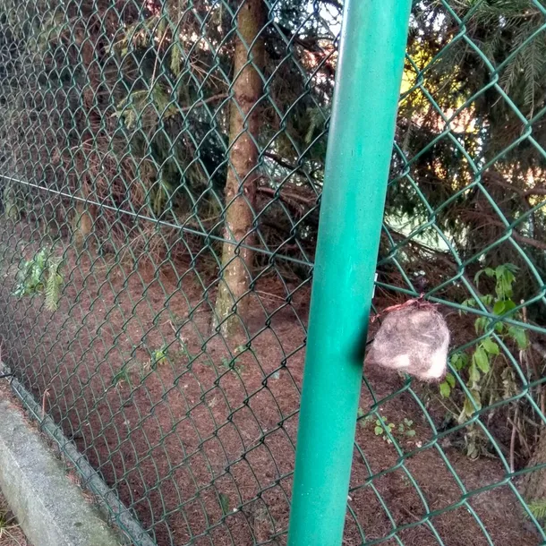 kunagone-na-dziki-10-pak-stan-opakowania-oryginalne