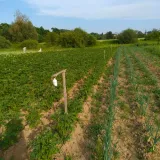 kunagone-na-dziki-10-pak-marka-inna-pojemnosc-opakowania-1-ml