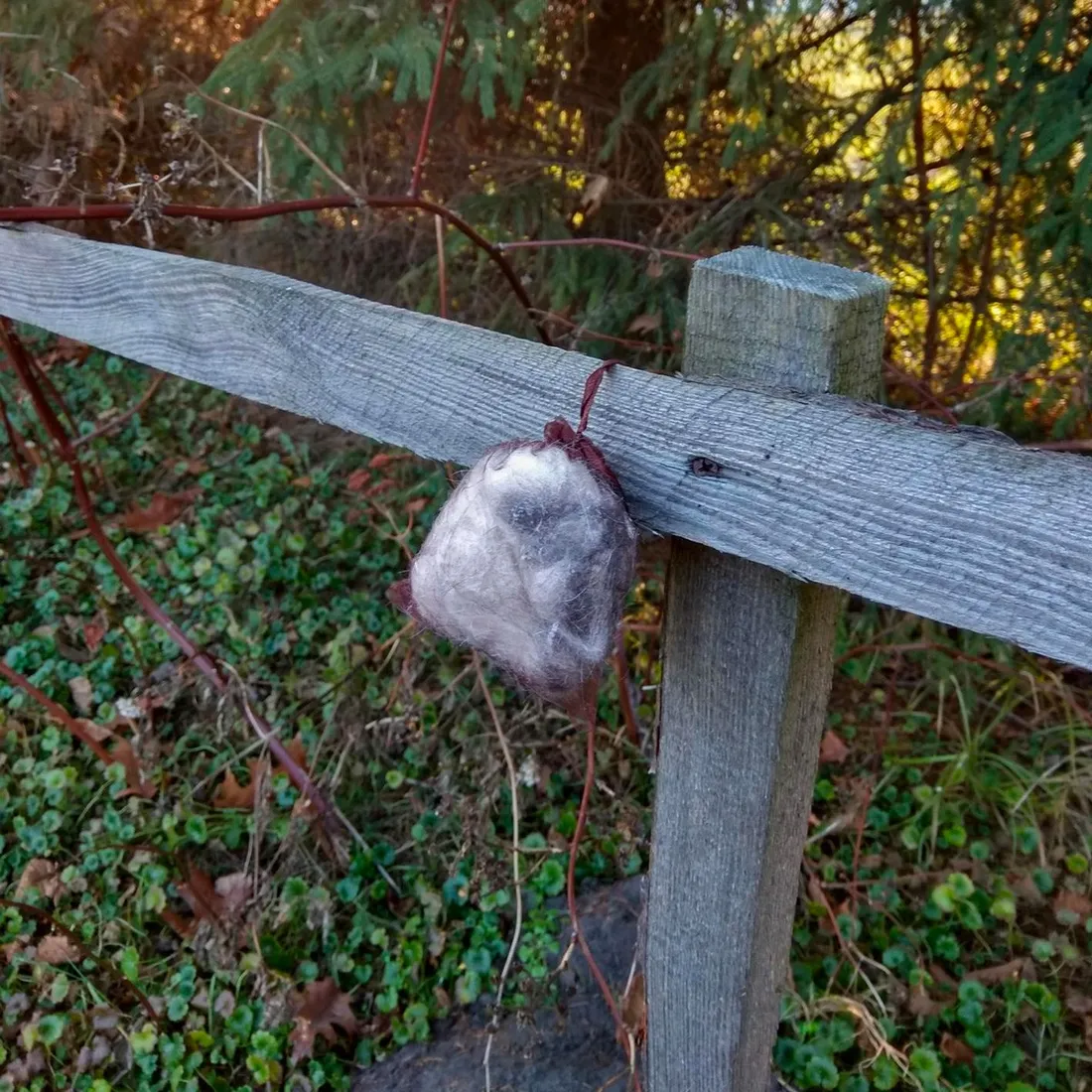 kunagone-na-dziki-10-pak