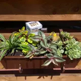 kunagone-na-koty-2-pak-rodzaj-inny-rodzaj