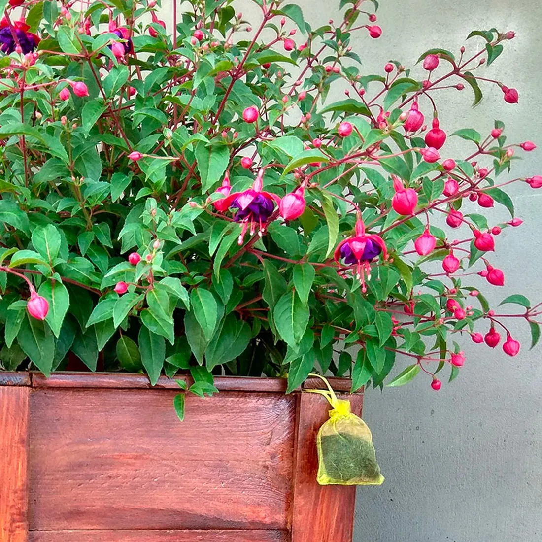 kunagone-na-koty-2-pak