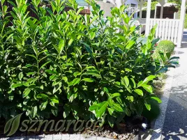 laurowisnia-wschodnia-novita-20-25cm