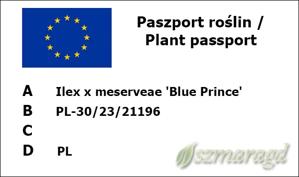ostrokrzew-meservy-blue-prince-kolor-kwiatow-biale