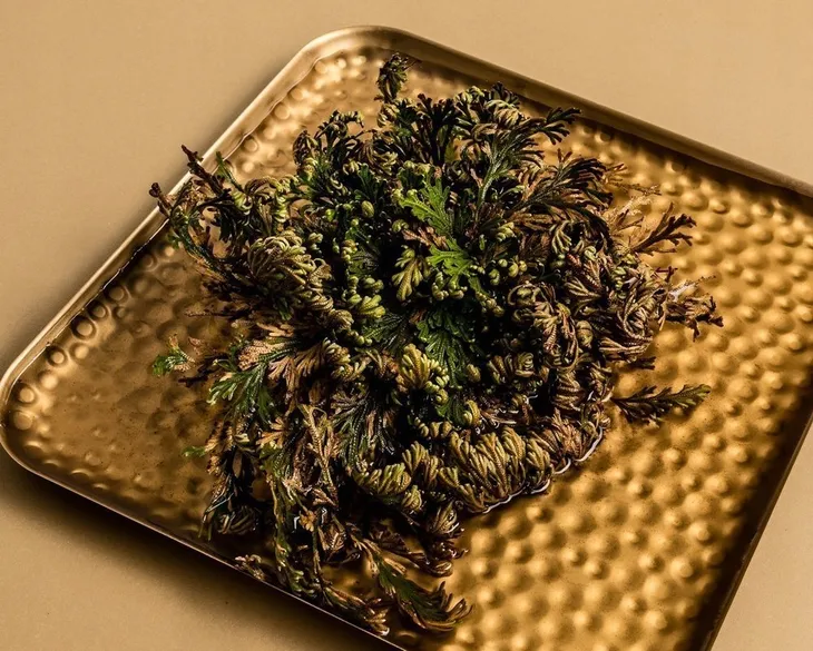 roza-jerychonska-prezent-gadzet-okazja-upominek-uniwersalny