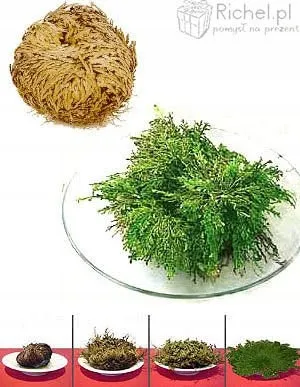 roza-jerychonska-prezent-gadzet-stan-nowy