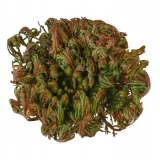 roza-jerychonska-prezent-gadzet-okazja-upominek-uniwersalny-stan-nowy