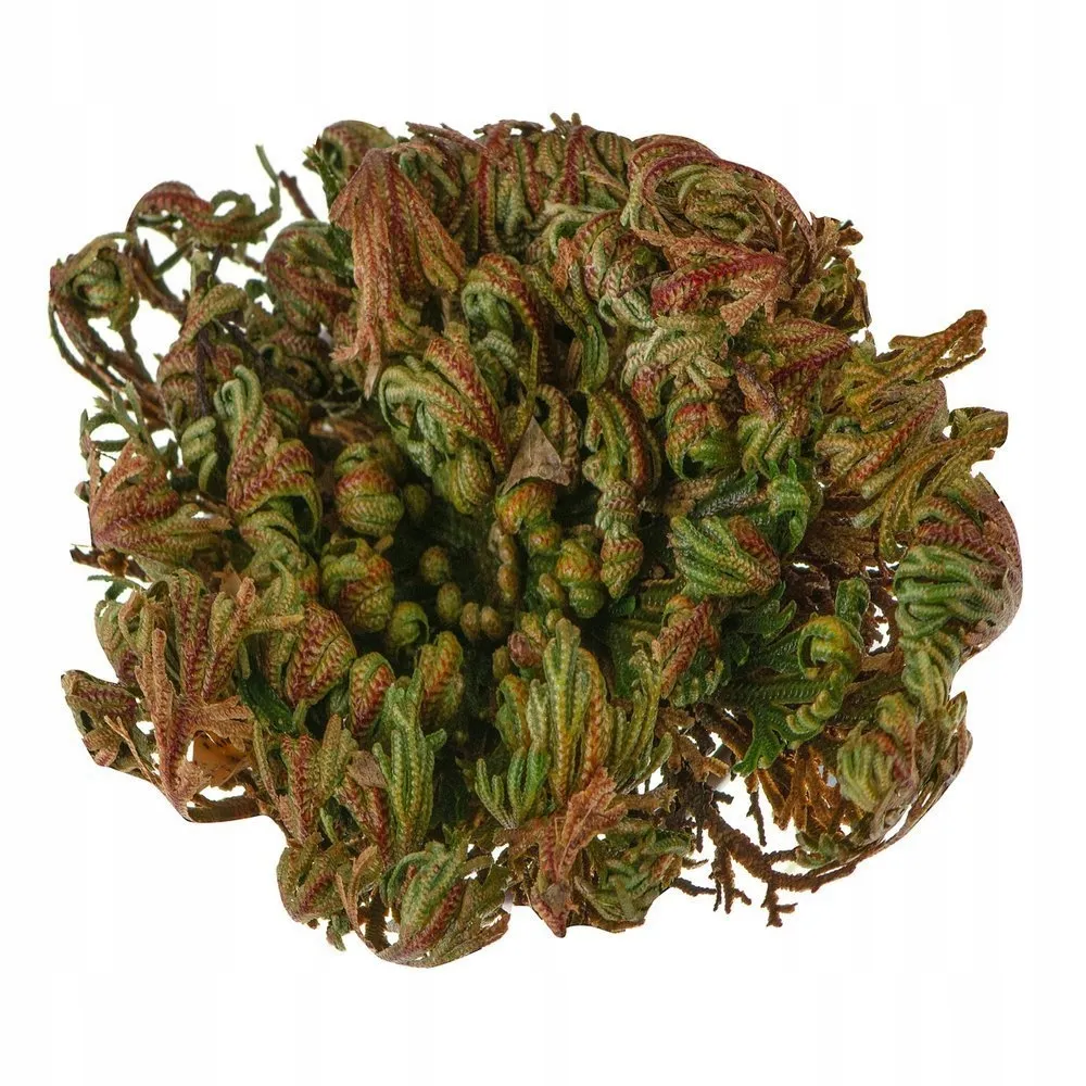 roza-jerychonska-prezent-gadzet