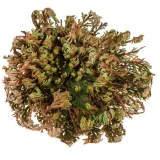 roza-jerychonska-prezent-gadzet-okazja-upominek-uniwersalny-waga-z-opakowaniem-0-05-kg