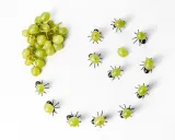 imprezowe-mrowki-na-przekaski-kod-producenta-5903181049620