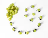 imprezowe-mrowki-na-przekaski-stan-nowy-marka-gadget-master