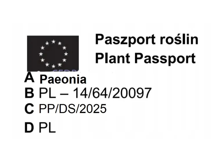 peonia-drzewiasta-czerwona-rodzaj-rosliny-inny-nazwa-lacinska-inna