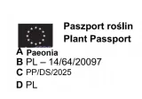 peonia-drzewiasta-czerwona-rodzaj-rosliny-inny-nazwa-lacinska-inna