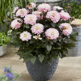 dalia-melody-harmony-1-szt-dalie-sadzonki-dalii-sadzonka-duze-bulwy