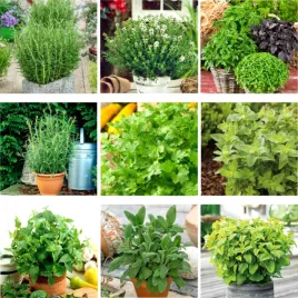 51seed-zestaw-ziol-srodziemnomorski-raj-ziola-przyprawy-9-odmian-nasiona