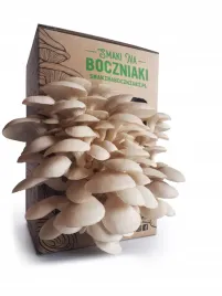 zestaw-do-uprawy-grzybow-snb-boczniak-perlowy