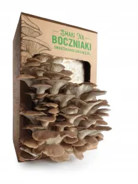 zestaw-do-uprawy-grzybow-snb-boczniak-lyzkowaty