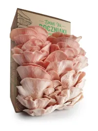 zestaw-do-uprawy-grzybow-snb-boczniak-sakura