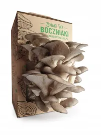 zestaw-do-uprawy-grzybow-snb-boczniak-ostrygowaty