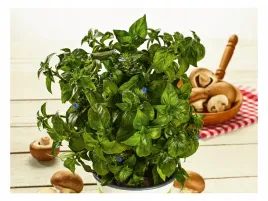 grzybowe-ziolo-champi-sadzonka-p9-aromat-grzybow