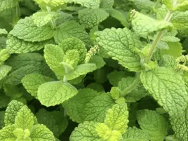 mieta-wonna-jablkowa-pomo-petite-sadzonka-p9-ziola-w-doniczce