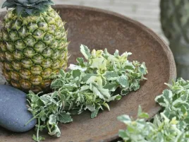 mieta-ananasowa-pinedo-sadzonka-p9-kolorowe-liscie