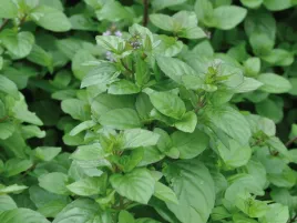 mieta-granada-sadzonka-p9-roslina-lecznicza-zapach-pomaranczy