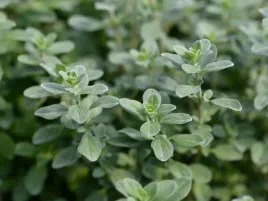 majeranek-venezia-sadzonka-p9-idealny-do-doniczki-kompaktowy