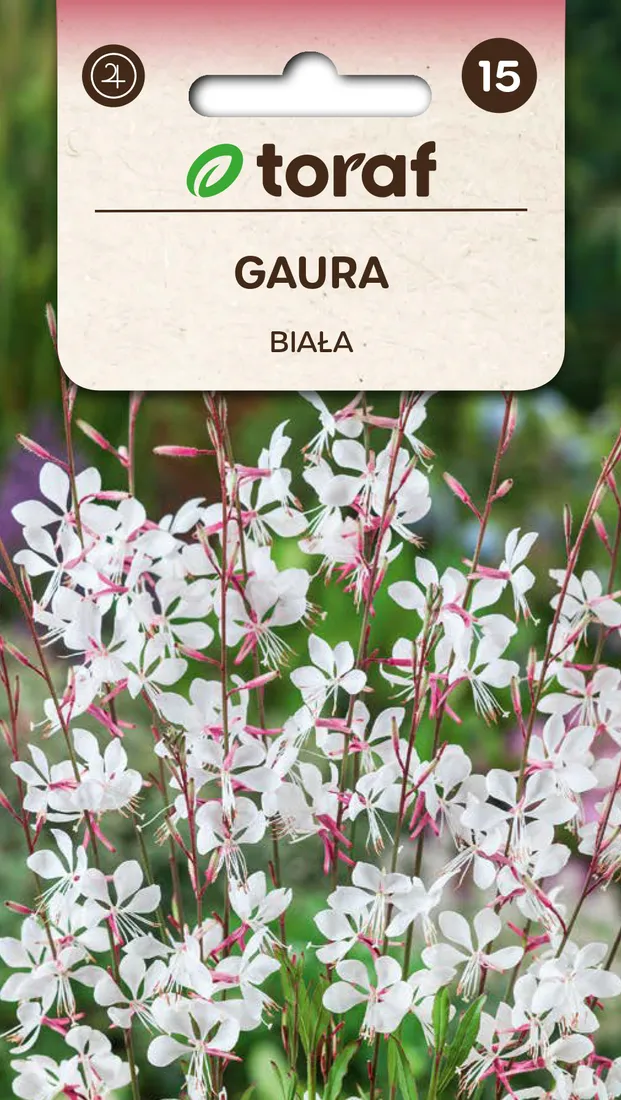gaura-biala-nasiona-05-g