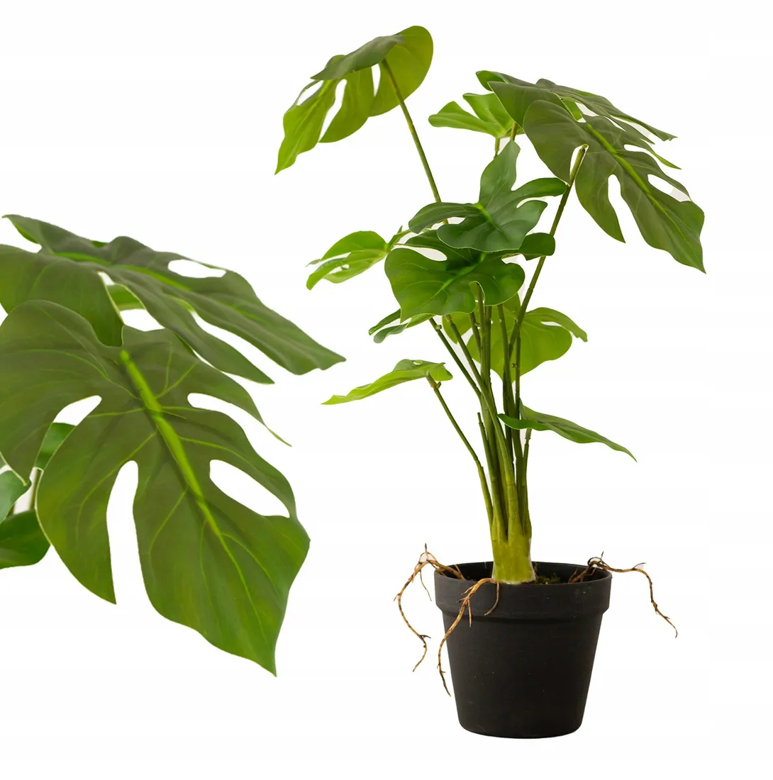 philodendron silver dragon Alocasia Silver Dragon Variegata