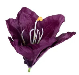 amarylis-glowka-purpurowy