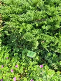 jalowiec-sabinski-tamariscifolia-juniperus-sabina