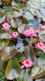 lilia-wodna-pink-opal-liliowa-pieknosc-nymphaea