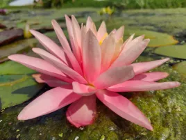 lilia-wodna-nymphaea-belveder-wodne-rosliny-do-oczka-stawu