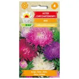 aster-chryzantemowy-mix-1g