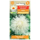 aster-wysoki-igielkowy-bialy-1g