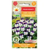 fiolek-rogaty-johny-jump-up-03g