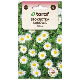 stokrotka-lakowa-biala-02g